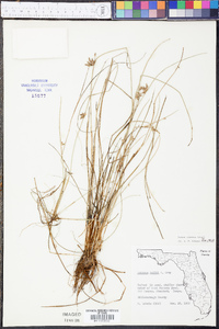 Scirpus erismanae image