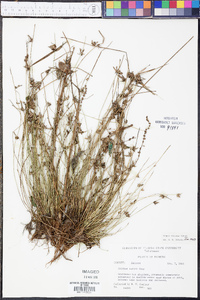 Scirpus erismanae image