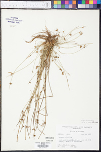 Scirpus erismanae image