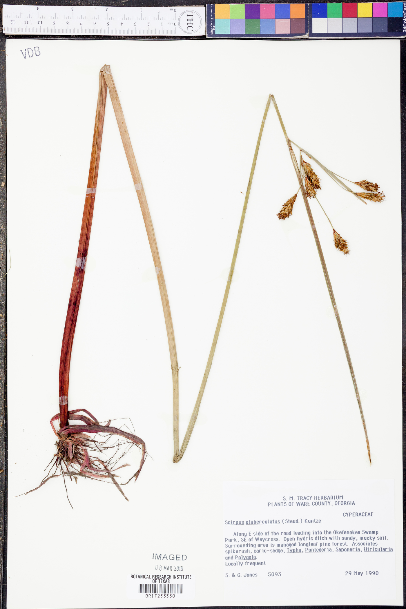 Schoenoplectus etuberculatus image