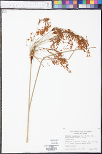 Scirpus cyperinus var. rubricosus image