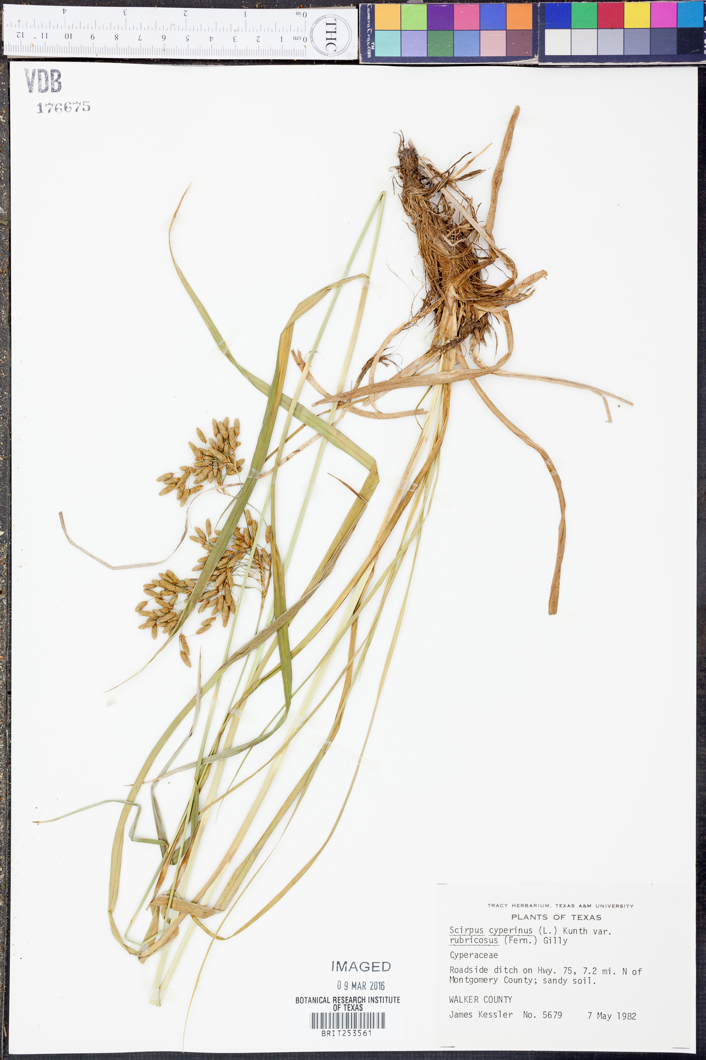 Scirpus cyperinus var. rubricosus image