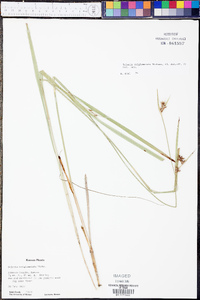 Scleria triglomerata image