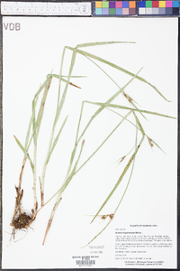 Scleria triglomerata image