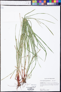 Scleria triglomerata image