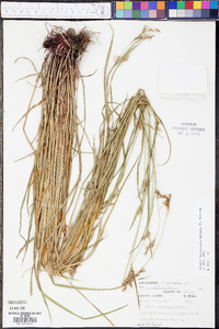 Scleria reticularis image