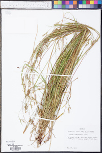 Scleria reticularis image