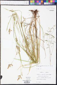 Scleria reticularis image