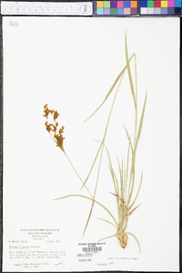 Scirpus pendulus image