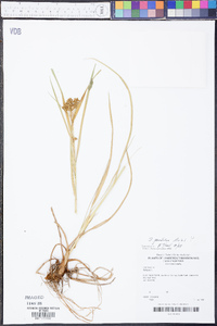 Scirpus pendulus image