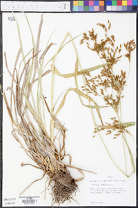 Scirpus pendulus image