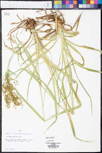 Scirpus pendulus image