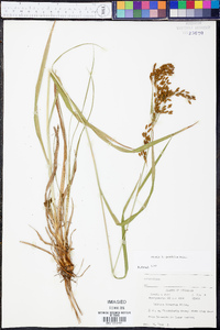 Scirpus pendulus image