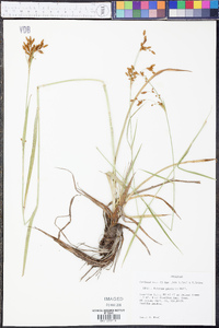 Scirpus pendulus image