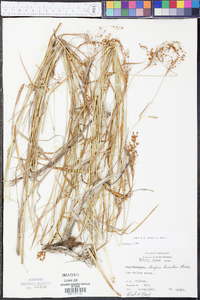 Scirpus pendulus image