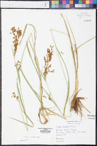 Scirpus pendulus image