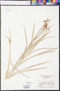 Scirpus polyphyllus image