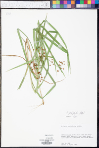 Scirpus polyphyllus image