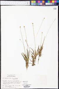 Xyris difformis var. curtissii image