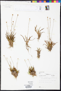 Xyris difformis var. curtissii image