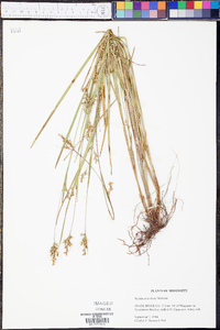 Scleria reticularis image