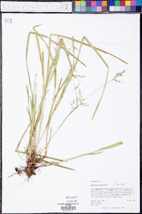 Scleria reticularis image