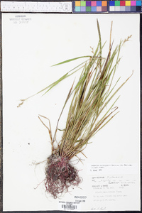 Scleria reticularis image