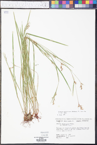 Scleria reticularis image