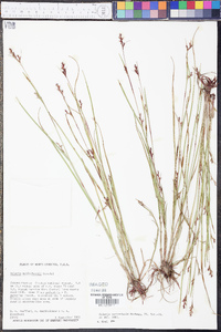 Scleria reticularis image