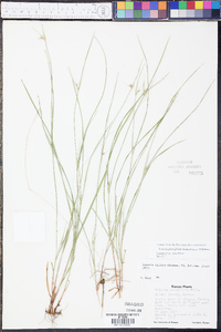 Scleria pauciflora image