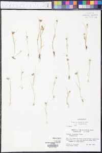 Fuirena simplex var. aristulata image