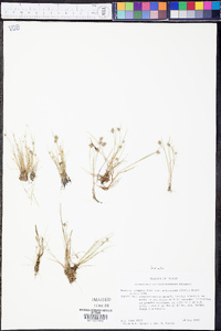 Fuirena simplex var. aristulata image