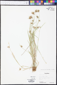 Fuirena simplex var. aristulata image