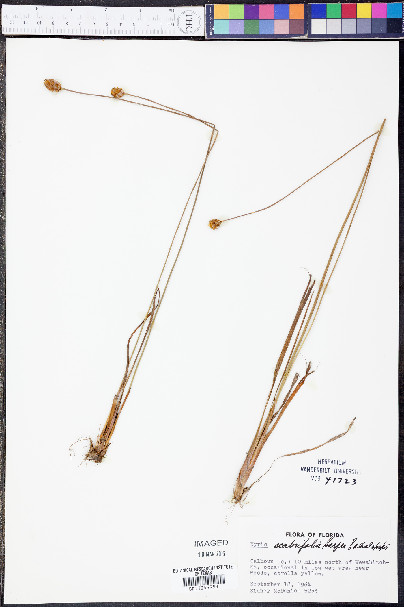 Xyris scabrifolia image