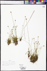 Xyris difformis var. curtissii image