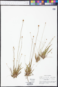 Xyris difformis var. curtissii image