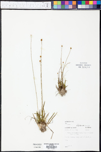 Xyris difformis var. curtissii image