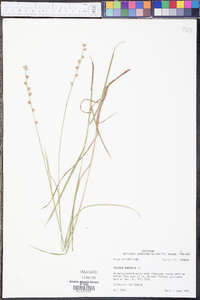 Scleria distans image