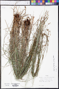 Scleria lithosperma image