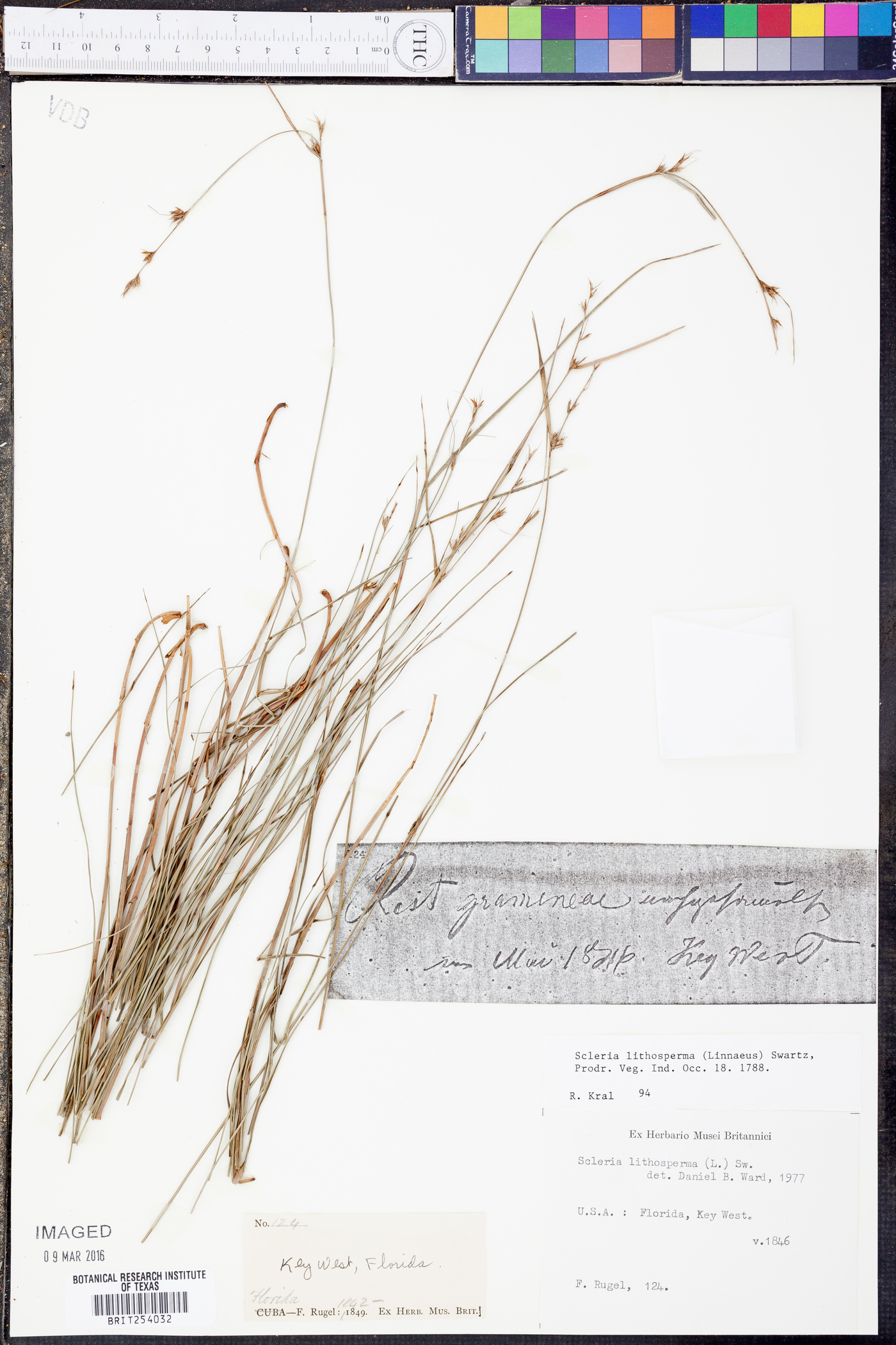 Scleria lithosperma image