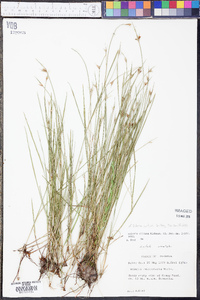 Scleria curtissii image