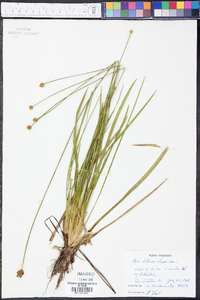 Xyris difformis image