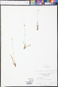 Xyris difformis var. curtissii image