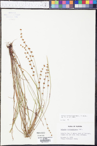 Scleria verticillata image