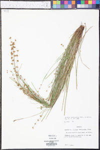 Scleria verticillata image