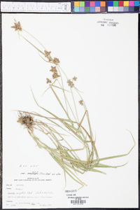 Fuirena simplex var. aristulata image