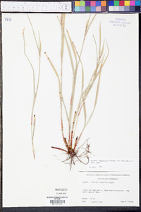 Scleria oligantha image