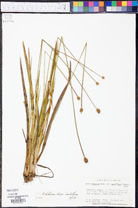 Xyris difformis image