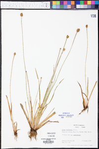 Xyris difformis image