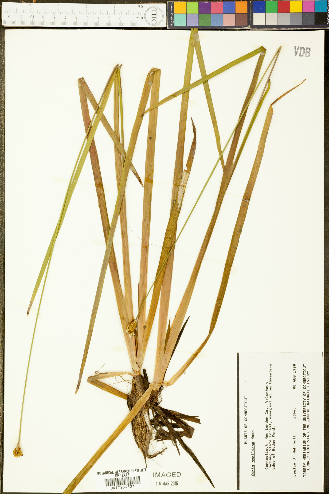 Xyris smalliana image